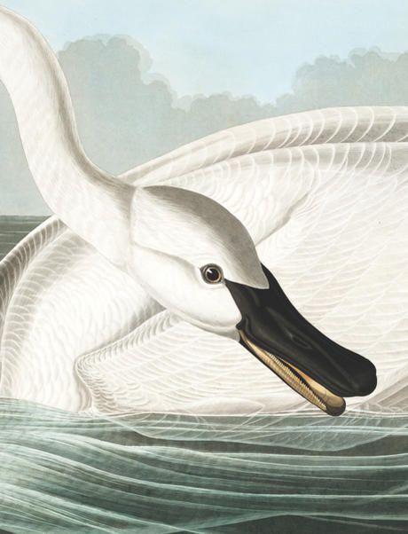 John James Audubon's Birds of America | Audubon Large Cottage, American Birds, Trumpeter Swan, Birds Of North America, Swan Print, Audubon Birds, Hand Painted Frames, James Audubon, Birds Of America