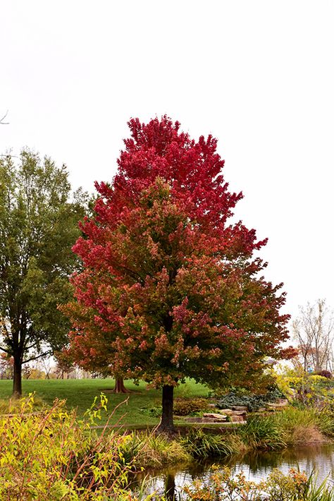 Red Sunset Red Maple (Acer rubrum 'Franksred') at Canadale Nurseries Red Sunset Maple, Acer Rubrum, Landscape Nursery, Sunset Red, Red Fall, Plant Tags, Red Sunset, Red Maple, Ornamental Trees