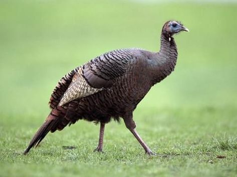 Wild Turkey Identification, All About Birds, Cornell Lab of Ornithology Female Turkey, Aesthetic Bird, Bronze Turkey, Wild Turkey Recipes, Turkey Bird, Bird Quotes, Turkey Photos, Wild Turkey, Turkey Hunting