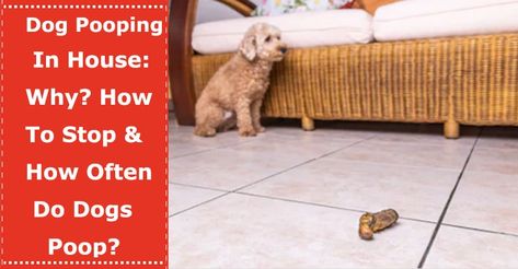 How To Stop Dog From Pooping In House, Dog Pooping In House, Dog Ramp For Truck, Dog Ramp, Potty Training Puppy, Dog Ages, Dog Diet, Dogs Pooping, Older Dogs