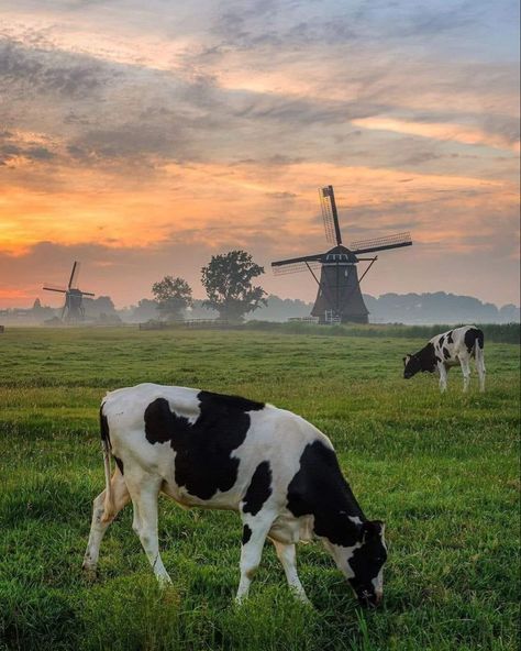 Dutch Countryside, Holland Country, Dutch Farms, Cow Pasture, Beautiful Dogs Photos, Farm Lifestyle, Dutch Windmills, Cow Painting, Landscape Photography Nature