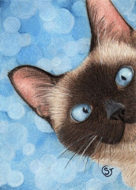 Colored Pencil Painting, Cats Tips, Cat Siamese, Siamese Kittens, Pencil Painting, Celestial Art, Cat Artwork, Cat Colors, Cute Cats And Dogs