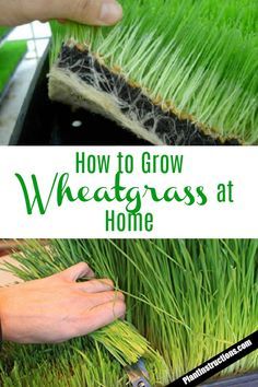 How To Grow Wheat, Grow Wheat, Wheatgrass Juice, Growing Wheat, Growing Wheat Grass, Growing Microgreens, Herb Garden Design, Cat Grass, Green Food