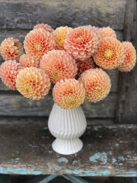 Peach Tones, Dahlia Tubers, The Farmhouse, Soft Yellow, Flower Farm, A Kiss, Bridal Flowers, Dahlia, Apricot