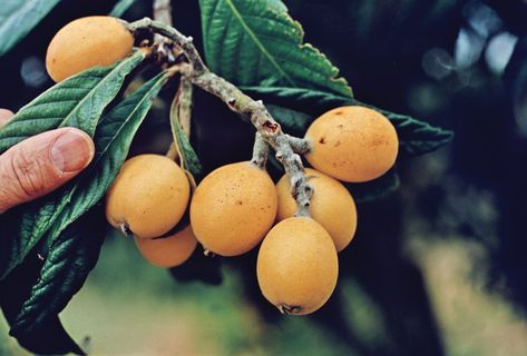 Loquat Recipes, Loquat Tree, Weird Fruit, Insect Pest, Rose Family, Tree Care, Fruit Garden, Fruit Trees, Fruits And Vegetables