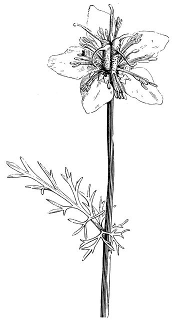 Flower Stem with Leaf of Nigella Sativa Nigella Flower, Fennel Flower, Nigella Damascena, Scientific Drawing, Flower Stem, Skin Art, The Plant, Fennel, Learn To Draw