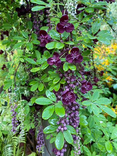 Akebia longeracemosa Chocolate Vine Chocolate Vine, Vanilla Fruit, Screen Plants, Compost Soil, Walking Path, Topiary Plants, Gothic Garden, Deep Maroon, Climbing Vines