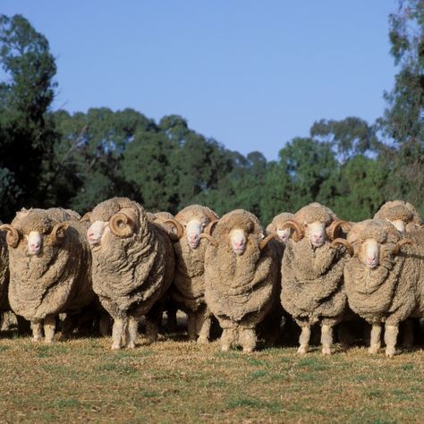 Goat Character, Romney Sheep, Aussie Outback, Baby Camel, Sheep Breeds, Merino Sheep, Sheep Farm, Taking Advantage, Yarn Shop