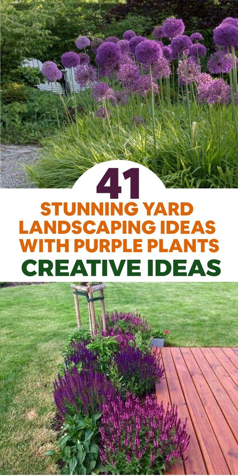 Transform your outdoor space into a mesmerizing purple paradise with these enchanting landscaping concepts showcasing an assortment of exquisite purple flora! Make a bold impact by including lively purple blossoms like lavender, agapanthus, and salvia to infuse bursts of color into the scenery. Integrate unique foliage options such as purple fountain grass or purple smoke bush for a theatrical and attention-grabbing display. Elevate the aesthetic by pairing purple plants with complementary shade Chicken Coop Designs Diy, Irrigation System Diy, Purple Foliage, Hydroponics Diy, Fountain Grass, Purple Plants, Growing Orchids, Grasses Landscaping, Leafy Plants