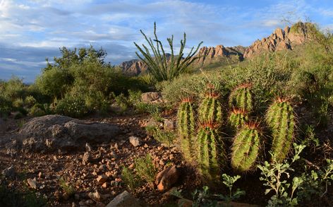 Chihuahuan Desert, American Desert, Bulb Plants, Desert Willow, Desert Cactus, Planting Bulbs, North American, Cactus, Plants