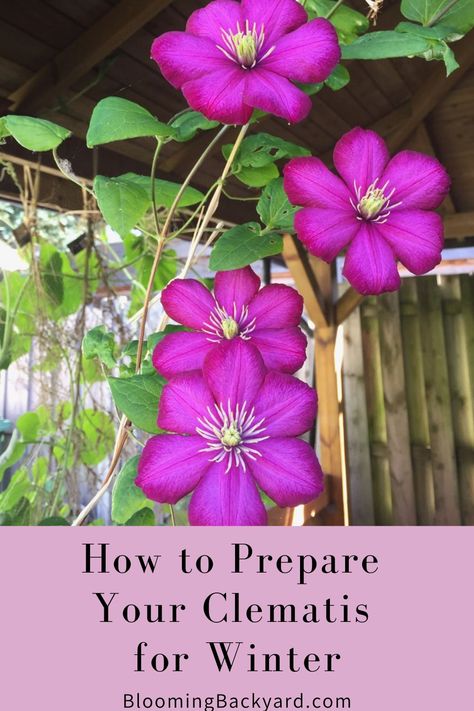 Overwinter your clematis Growing Clematis, Clematis Care, Clematis Trellis, Clematis Varieties, Flower Bushes, Monarch Butterfly Garden, Plants Vines, Butterfly Garden Plants, Porch Enclosures