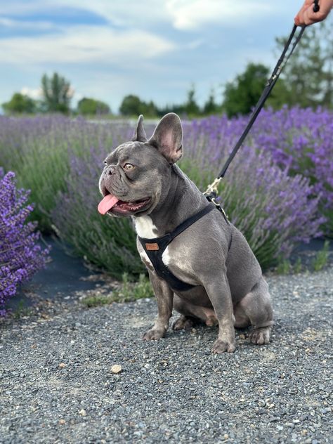 This is the one and only Ollie. He is a 32lb French Bulldog. He is the sweetest most cuddly boy there is. He loves sleeping with his tongue out and playing fetch with all of his toys. You can follow him on Instagram and Tik Tok at @ollie_the_lilac_frenchie Adult French Bulldog, Lilac French Bulldog, Pet Room, Puppy Palace, Animal Room, Bulldog Puppies, The One And Only, One And Only, Bentley