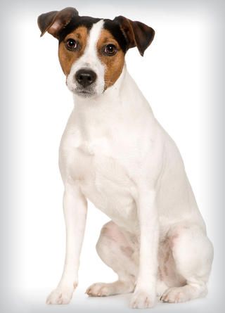 3. Parson Russell Terrier http://www.menshealth.com/health/best-dogs-for-men/3-parson-russell-terrier Jack Terrier, Best Small Dogs, Parson Russell Terrier, Jack Russell Dogs, Jack Russel, Russell Terrier, Australian Cattle Dog, Dog Drawing, Jack Russell Terrier