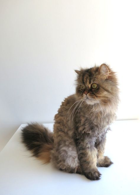 A product review of Scaredy Cut cat grooming scissors #catgroominglonghair Cute Persian Cats, Persian Cat Haircut, Cat Haircut, Cats Images, Cut Cat, Persian Cats, Cat Seat, Being A Parent, Munchkin Cat