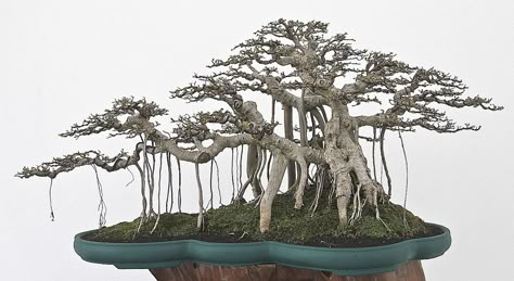 Banyan Bonsai, Aquascape Bonsai, Bonsai Beringin, Bougainvillea Bonsai, Bonsai Ficus, Bonsai Tree Types, Bonsai Techniques, Indoor Bonsai Tree, Beautiful Bonsai