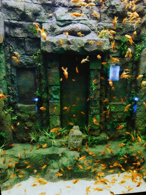 Fishes Aesthetic, Tank Terrarium, Goldfish Aquarium, Fish Tank Terrarium, Tropical Freshwater Fish, Aquarium Landscape, Pet Ideas, Fish Tanks, Freshwater Aquarium