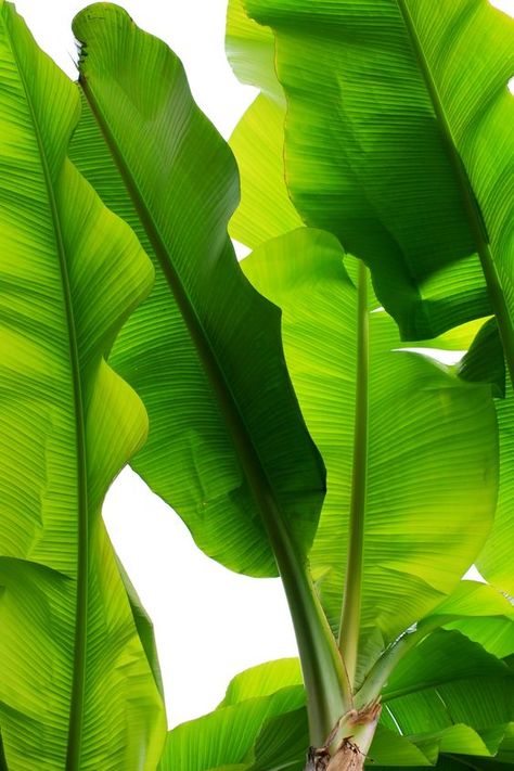 Wild greens.: Tropical Leaf Decor, Leafy Plants, Tropical Leaf Print, Leaf Decor, Banana Leaf, Fresh Green, Green Aesthetic, Tropical Leaves, Tropical Flowers