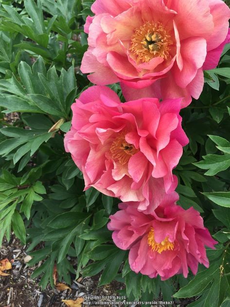 Itoh Peony, Itoh Peonies, Sun Perennials, Peony Painting, Peonies Garden, Nature Garden, Exotic Flowers, Beautiful Blooms, Dream Garden