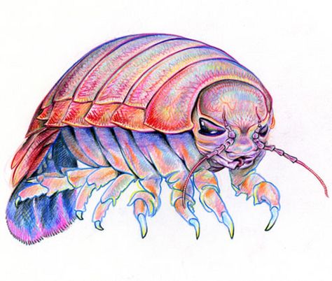 Art illustration - Oceans & Seas - Giant Isopod: (Bathynomus giganteus) could be approximately 20 species of large isopods, considered one of the oldest species in the Atlantic Ocean. You can have a length of fifty centimeters, it exhibits a chitinous exoskeleton segmented into head, thorax and abdomen. It has paired appendages and antennae and compound eyes like those of terrestrial insects. He has no known predators and lives in barren pelagic environments previously considered uninhabitable. Isopod Drawing, Bathynomus Giganteus, Giant Isopod, Aquatic Art, Hunger Strike, Scientific Illustration, Silly Animals, Atlantic Ocean, The Atlantic