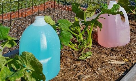 Milk And Water For Plants, Vegetable Garden Watering System Diy, Watering Systems For Raised Garden Beds, Allotment Irrigation, Large Garden Irrigation Ideas Diy, Easy Watering System For Garden, Raised Garden Bed Watering System Diy, Easy Irrigation System Diy, Irrigation System Diy Garden