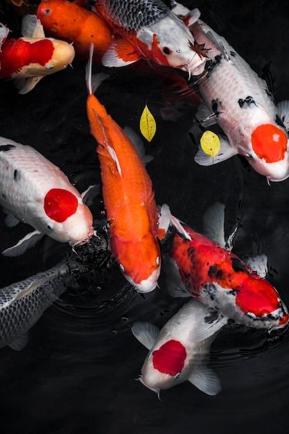 Top view colorful koi fishes | Premium Photo #Freepik #photo #aquatic #undersea #marine-life #fish Fish Top View, Koi Fishes, The Breeders, Japanese Koi Fish, Shopping Mall Architecture, Fish Breeding, Japanese Koi, Fish Pond, Koi Pond