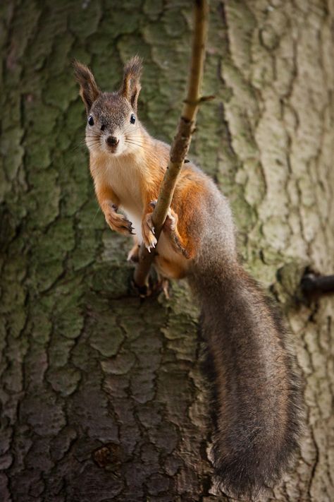 . Squirrel Pictures, Cute Squirrel, Lovely Creatures, A Squirrel, Red Squirrel, Out Of Focus, Little Critter, Woodland Creatures, Hamsters