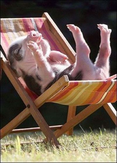 Weeeeeeeeeeeeee!!! Teacup Pig, Teacup Pigs, Mini Pigs, Baby Pigs, 웃긴 사진, Cute Pigs, Little Pigs, E Card, Cute Animal Pictures