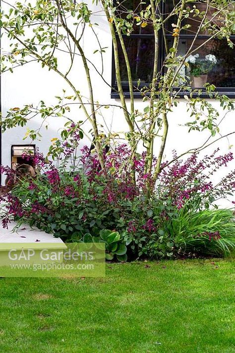 Contemporary garden in Wandsworth. Large multi-stemmed tree Amelanchier lamarckii with Salvia Love and Wishes, Bergenia Eroica, Hakonechloa macra Standing Ovation Serviceberry, Salvia Love And Wishes, Amelanchier Autumn Brilliance, Multi Stem Amelanchier, Saskatoon Serviceberry, Amelanchier Lamarckii, Hakonechloa Macra, Plants Under Trees, Garden Nook