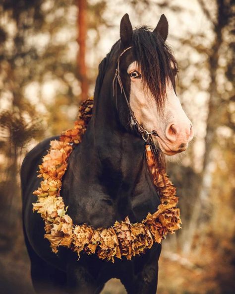 ▸ beautiful Beck Jerven in the last sunshines, every year I have this ”omg i’m gonna photograph so much fall pictures” 😂 Well, I can count… Fall Pictures With Horses, Autumn Horse Photography, Horse Fall Photoshoot, Fall Horse Photography, Fall Horse Photoshoot, Equestrian Photoshoot, Horse Halloween, Halloween Horse, Fall Animals