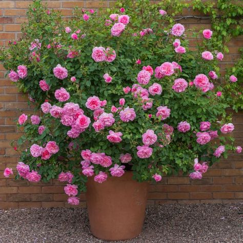 Potted Roses, Rose Pot, Container Roses, Flowers In Pots, David Austin Rose, Rose Belle, نباتات منزلية, Heirloom Roses, Cottage Garden Plants