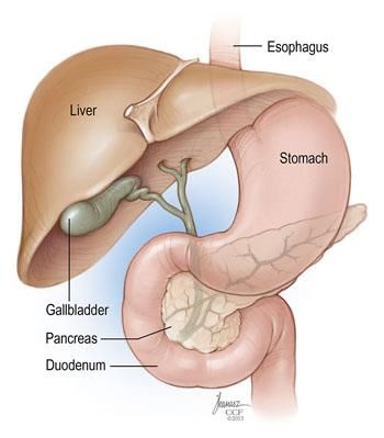 Quadrants Of The Abdomen, Liver Function Test, Inflammation Causes, Cleveland Clinic, Rare Disease, Body Organs, Abdominal Pain, Blood Test, Autoimmune Disease