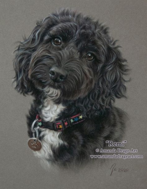 Cockapoo Drawing, Tatoo Dog, Black Cockapoo, Pitbull Puppies For Sale, Pet Portraiture, Pastel Portraits, Pitbull Puppy, Yorkshire Terrier Puppies, Pitbull Puppies