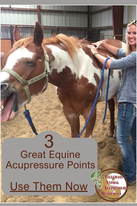 Equine Acupressure - Great Acupoints for Your Horse Equine Massage Therapy, Equine Acupressure, Horse Massage, Equine Massage, Horse Exercises, Horse Care Tips, Equine Therapy, Cat Ages, Horse Anatomy