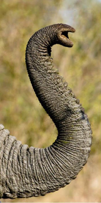 Elephant Trunk Up, Elephant Photography, Elephant Wallpaper, Elephants Photos, Elephant Drawing, Elephant Sculpture, Elephant Trunk, Save The Elephants, Asian Elephant