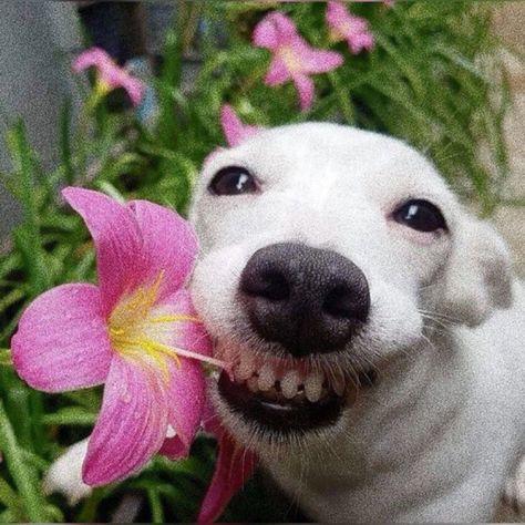 Smiling Dog Reaction Pic, Dog Spotify Cover, Silly Dog Pfp, Smiling Dog Meme, Smiling Dogs Funny, Dog Pfp Funny, Funny Dog Pfp, Happy Dogs Funny, Funny Dog Images