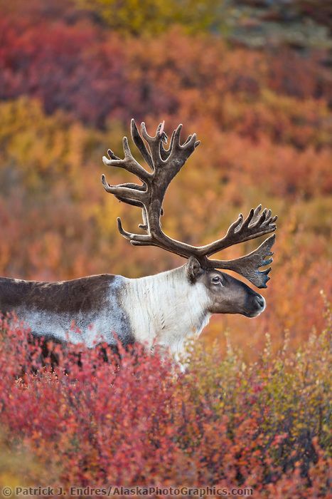 Bull caribou in velvet antlers stands in the colorful autumn tundra in Denali National Park. Caribou Hunting, Yukon Canada, Alaska Photos, Mule Deer, Denali National Park, Manx, Wild Life, Animal Planet, Wildlife Photography