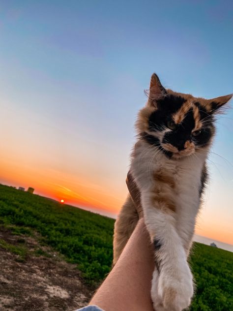 Aesthetic Kitten Wallpaper, Calico Aesthetic, Kitten Calico, Aesthetic Cat Wallpaper, Aesthetic Kitten, Cat Sunset, Farm Cat, Aesthetic Farm, Kitten Ideas