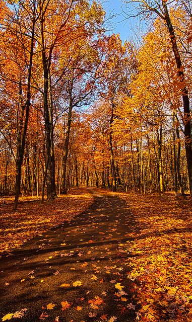 Through The Woods We Go | Wisconsin Horizons by Phil Koch. L… | Flickr Leaves On The Ground, Fotografi Urban, Image Nature, Autumn Scenes, Fotografi Alam Semula Jadi, Autumn Scenery, Dirt Road, Autumn Beauty, Fall Pictures