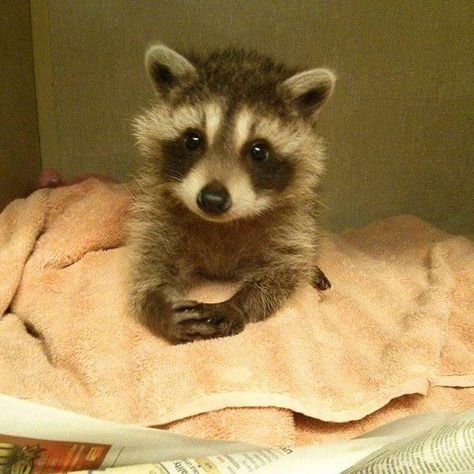 Baby Raccoon