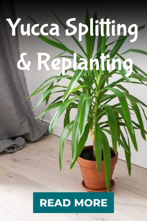 Yucca Splitting & Replanting Yucca Plant Indoor, Yucca Plant Care, Sensitive Plant, Yucca Plant, Plant Care Houseplant, Right Decision, Crape Myrtle, Organic Soil, Succulent Care