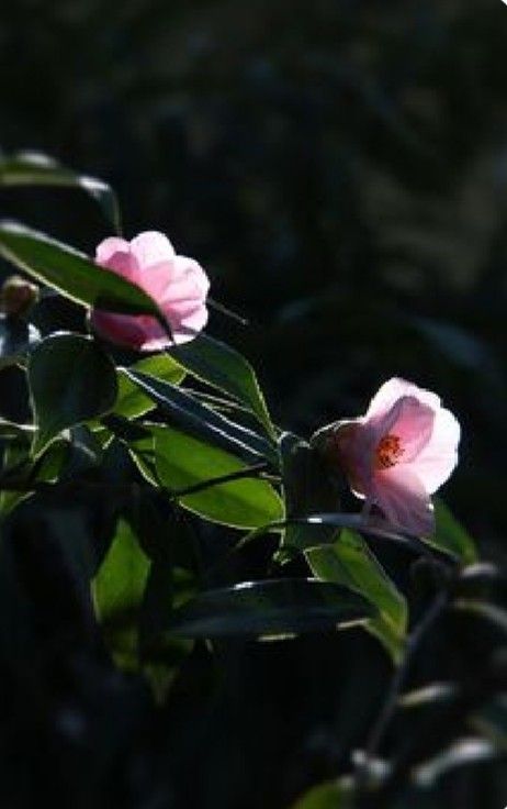 Moonlit Garden, Living Room Plants, Flowers Photography Wallpaper, Midnight Garden, Flower Bucket, Garden Aesthetic, Night Garden, Photography Wallpaper, Dark Floral