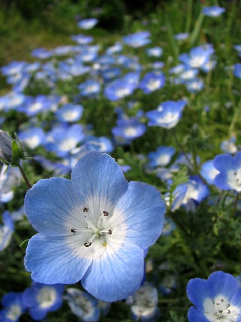 Baby Blue Eyes (Nemophila menziesii) | Pretty little flowers… | Flickr Nemophila Menziesii, Flower References, Baby Blue Eyes, California Wildflowers, Blue Stuff, Natural Essence, Blue Plants, Light Blue Flowers, Fruit Seeds