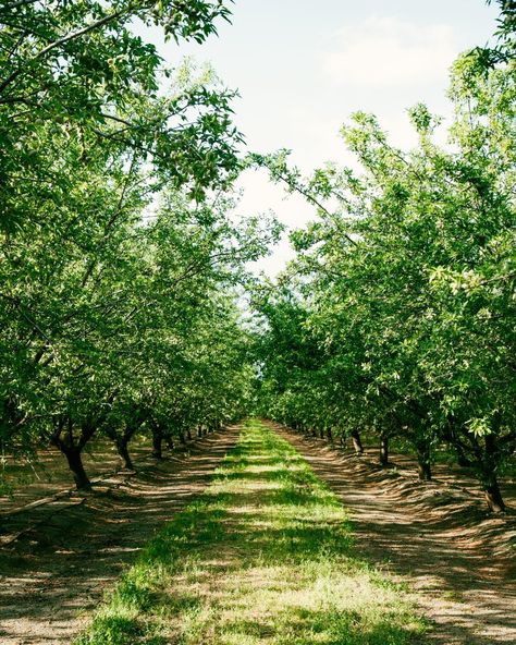 The endless almond farms in the Central Valley in California. Fun fact: the almonds in the second photo tasted like cucumber🥜 . . . . . #natgeotravel #landscape #abcmyphoto #photography #female #travelphotography #femalephotographer #natgeo #travel #landscapephotographer #photo #almonds #almondfarm #california #californiaagriculture #californiaalmonds #californiafarmsandranches #ranch #ranching #ranch #life #ranchlife #orchard #organic #organic #far #organicfarming California Central Valley, Oxnard California, Photography Female, California Almonds, Black Nose, Central Valley, Ranch Life, Animal Sanctuary, Female Photographers