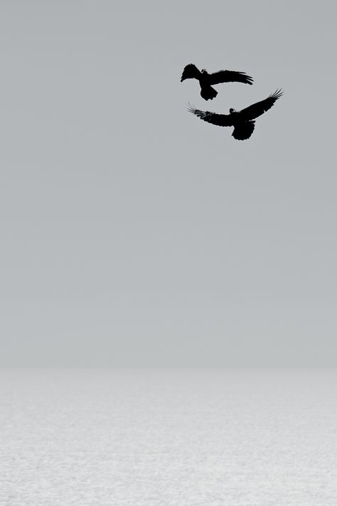 Seni Arab, Minimal Photography, Fotografi Editorial, Minimalist Photography, Aesthetic Photography Nature, Dark Photography, Birds Flying, Pics Art, White Aesthetic