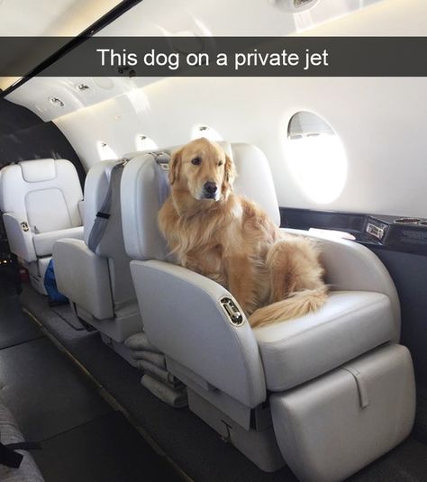 Spoiled-dogs-that-live-better-than-you Spoiled Dogs, Funny Dog Memes, A Golden Retriever, Memes Humor, Fluffy Animals, Funny Animal Memes, Private Jet, Dog Memes, Funny Animal Pictures