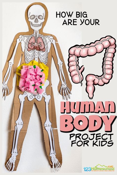 Body Systems For Kids, Digestive System Project, Digestive System For Kids, Human Body Muscles, Human Body Printables, Human Body Worksheets, Human Body Projects, 123 Homeschool 4 Me, Free Human Body