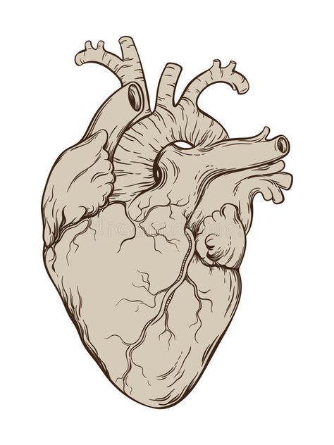 Heart Anatomy Drawing, Anatomical Heart Illustration, Floral Anatomical Heart, Anatomical Heart With Flowers, Human Heart Art, Anatomical Heart Drawing, Anatomy Vintage, Human Heart Drawing, Anatomical Heart Art