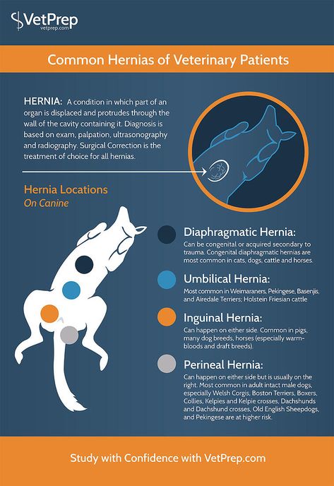 Infographic: Common Hernias of Veterinary Patients Vet Tech Prep, Vet Tech Notes, Vtne Study, Vet Tech Quotes, Veterinary Technician Student, Vet Nursing, Veterinarian Technician, Vet Tech School, Veterinary Tech