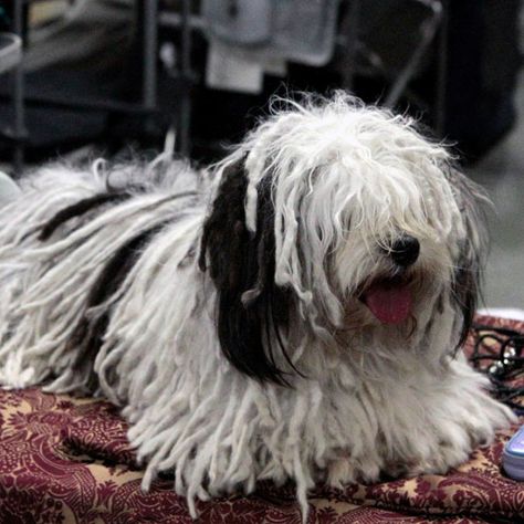 dog with dreads - Havanese dogs; their coats can be a mess of matted fur within only two years. This is a breed for whom cording should be managed by a professional groomer or a well-practiced hand. Dog With Dreads, Mop Dog, Havanese Puppies, Havanese Dogs, Dog Breeds, Puppies, History, Dogs, Animals