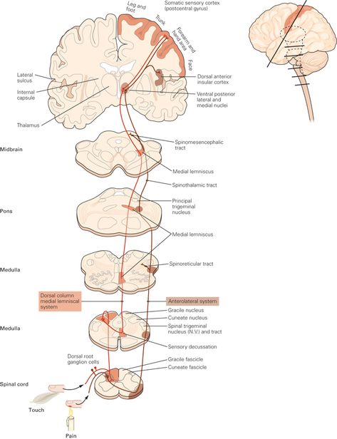 Slice-by-slice cross-sectional view of the ascending auditory pathway, with location of cross-sections shown on a whole brain. Auditory Pathway, Brain Sections, Somatosensory System, Spinothalamic Tract, Dorsal Root Ganglion, Brain Pictures, Sensory Pathways, Sensory Nerves, Nerve Fiber